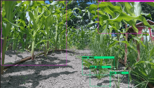 Detector de malezas en monocultivos